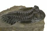 Detailed Hollardops Trilobite Fossil - Ofaten, Morocco #340239-3